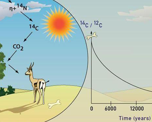 Carbon 13 for radioisotope dating