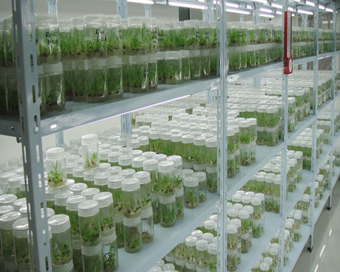 Carbon dioxide can be used in plant culture chambers
